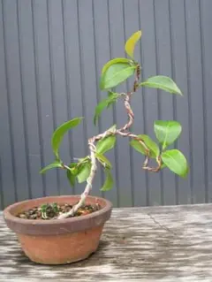 吹流し 椿盆栽 やぶツバキ 20年生 盆栽 実生 鉢ごと発送 送料無料 吹流し 椿盆栽 やぶツバキ 20年生 盆栽 実生 鉢ごと発送 送料無料 盆栽