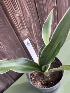 11kamo様 リクエスト 2点 まとめ商品