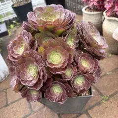 多肉植物。ピンクモンキー錦抜き苗18頭 - メルカリ