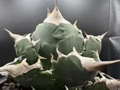 【稀少高騰品種】強棘白火焔 × 特白ホワイトアイス hyb 特選 アガベチタノタ アガベ チタノタ 白火焔 agave titanota white fire | mana's