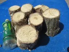 Item thumbnail for item ff49952e-2b07-4472-8e8a-280a6e218695