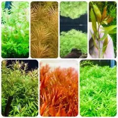 【毎朝発送】水草セット（水上葉、無農薬、スネールなし） 毎朝発送】水草セット（水上葉、無農薬、スネールなし） - メルカリ