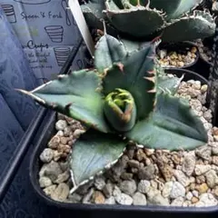 2026年最新】黒火焔の人気アイテム - メルカリ