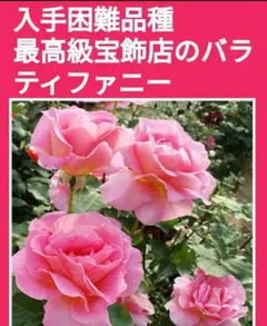 ※出品一覧もご参照【ティファニー】薔薇苗(バラ苗挿し木用　挿し穂(さし穂)のサムネイル
