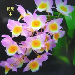 デンドロビューム　ファーメリー　ピンクのサムネイル