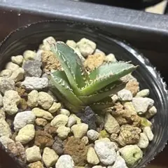 アガベ　オテロイ　実生
