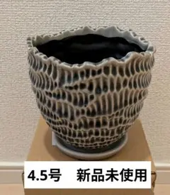 2026年最新】グラキリス 鉢の人気アイテム - メルカリ