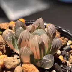 K*y様 ハオルチア オブツーサ錦　氷灯錦2 多肉植物
