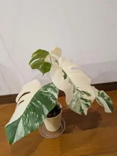 2026年最新】ホワイトタイガー モンステラの人気アイテム - メルカリ