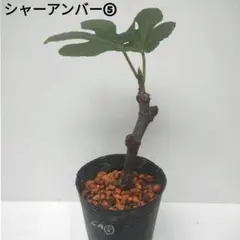 いちじく鉢苗 シャーアンバー⑤ 1鉢のサムネイル
