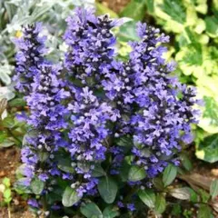 あずき様 リクエスト 2点 まとめ商品