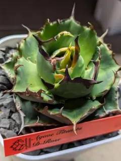 2026年最新】アガベローズの人気アイテム - メルカリ