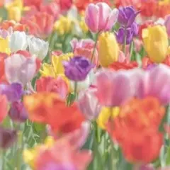 みか様ご確認用のサムネイル