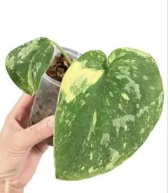 Vodka様 リクエスト 2点 まとめ商品