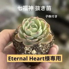 Eternal Heart様 リクエスト 2点 まとめ商品