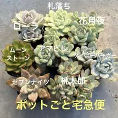 多肉植物　セット⑥