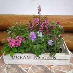 夏の花苗6品種セット❥寄せ植えにものサムネイル