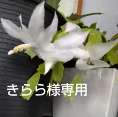 2026年最新】シャコバサボテン天使の舞の人気アイテム - メルカリ