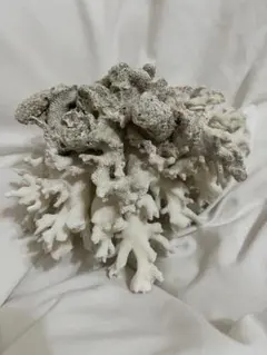珊瑚礁 キクメイシ化石 - メルカリ