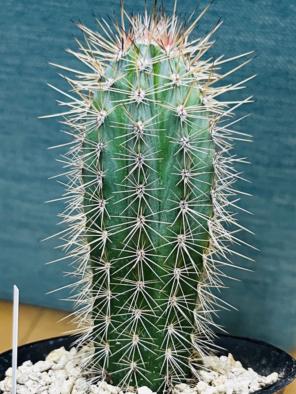 2026年最新】武倫柱の人気アイテム - メルカリ