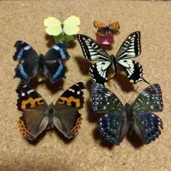 2026年最新】蝶 標本 レアの人気アイテム - メルカリ