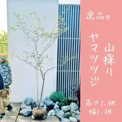 逸品。山採り ヤマツツジ2.3M(鉢底から) 2025年最新】山採り ヤマツツジの人気アイテム - メルカリ