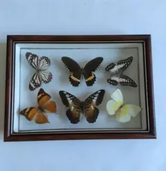 2026年最新】蝶 標本 レアの人気アイテム - メルカリ