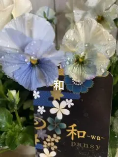 2026年最新】フェデネージュの人気アイテム - メルカリ