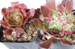 アエオニウム・銅花順錦 2点セット - メルカリ