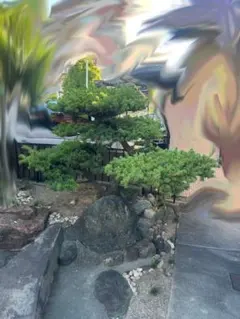 庭木 針葉樹 五葉松 盆栽風 名古屋市 - メルカリ