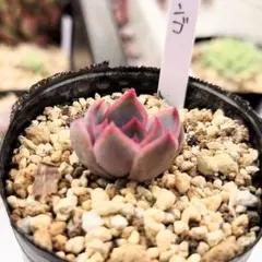 メルカリ便発送&ロウルサンコさんラベル付き☆多肉植物 アロエ 苺怪獣 ロウルサンコさんラベル付き☆アロエ 苺怪獣 メルカリ便発送