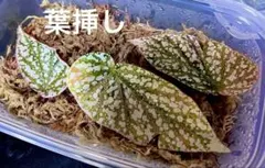 halhal104様 リクエスト 2点 まとめ商品