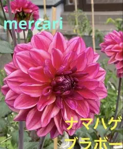 2026年最新】ダリア 球根 ナマハゲの人気アイテム - メルカリ