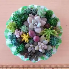 多肉植物セダム☆そのまま飾れる寄せ植え☆ちまちまB
