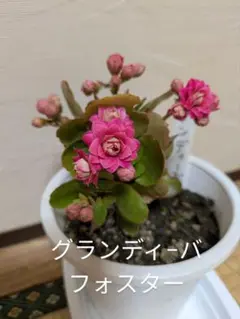 プロフ確認宜しく‼//あっくんママ様 リクエスト 2点 まとめ商品