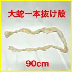 2025年最新】蛇の抜け殻 頭の人気アイテム - メルカリ