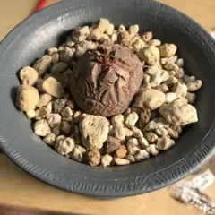 亀甲竜のサムネイル