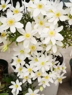 人気クレマチス カートマニージョー 白花 人気 多年草 新芽が出ている　大株のサムネイル