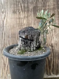 2026年最新】観葉植物 塊根植物・コーデックスの人気アイテム - メルカリ