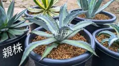 2025年最新】パリー斑入りの人気アイテム - メルカリ