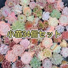 韓国小苗34個セット✨多肉植物　エケベリア　詰め合わせ　寄せ植えに!!