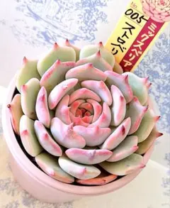 ヒアリナラパス×シャビアナペレグリナ札付きポットごとメルカリ便 ヒアリナラパス×シャビアナペレグリナ札付きポットごとメルカリ便