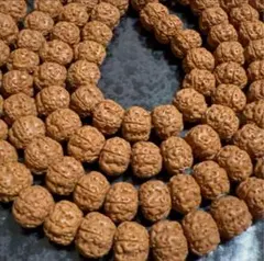 「C5865」金刚菩提子 ルドラクシャ8mm約114個　1連