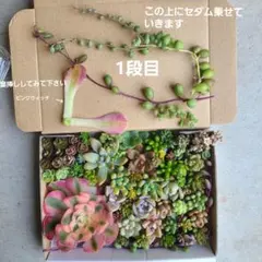 2026年最新】だるま姫秀麗錦の人気アイテム - メルカリ