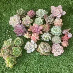 多肉植物 セット 約20個