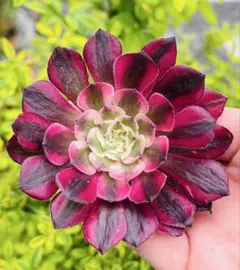多肉植物 アエオニウム 女神錦 美苗1株 土 根付き発送 - メルカリ