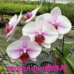 moomooo様 リクエスト 2点 まとめ商品