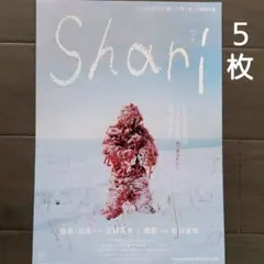 映画　Shari　チラシ　フライヤー　５枚