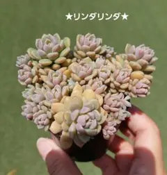 ★多肉植物★リンダリンダ ぼのぼのさん 抜き苗のサムネイル