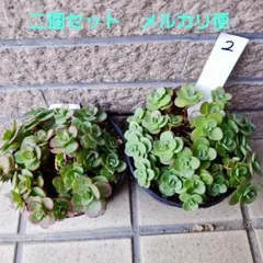 ②ライムジンガー　多肉植物詰め合せセットカット苗。寄せ植えセット。多肉弁当